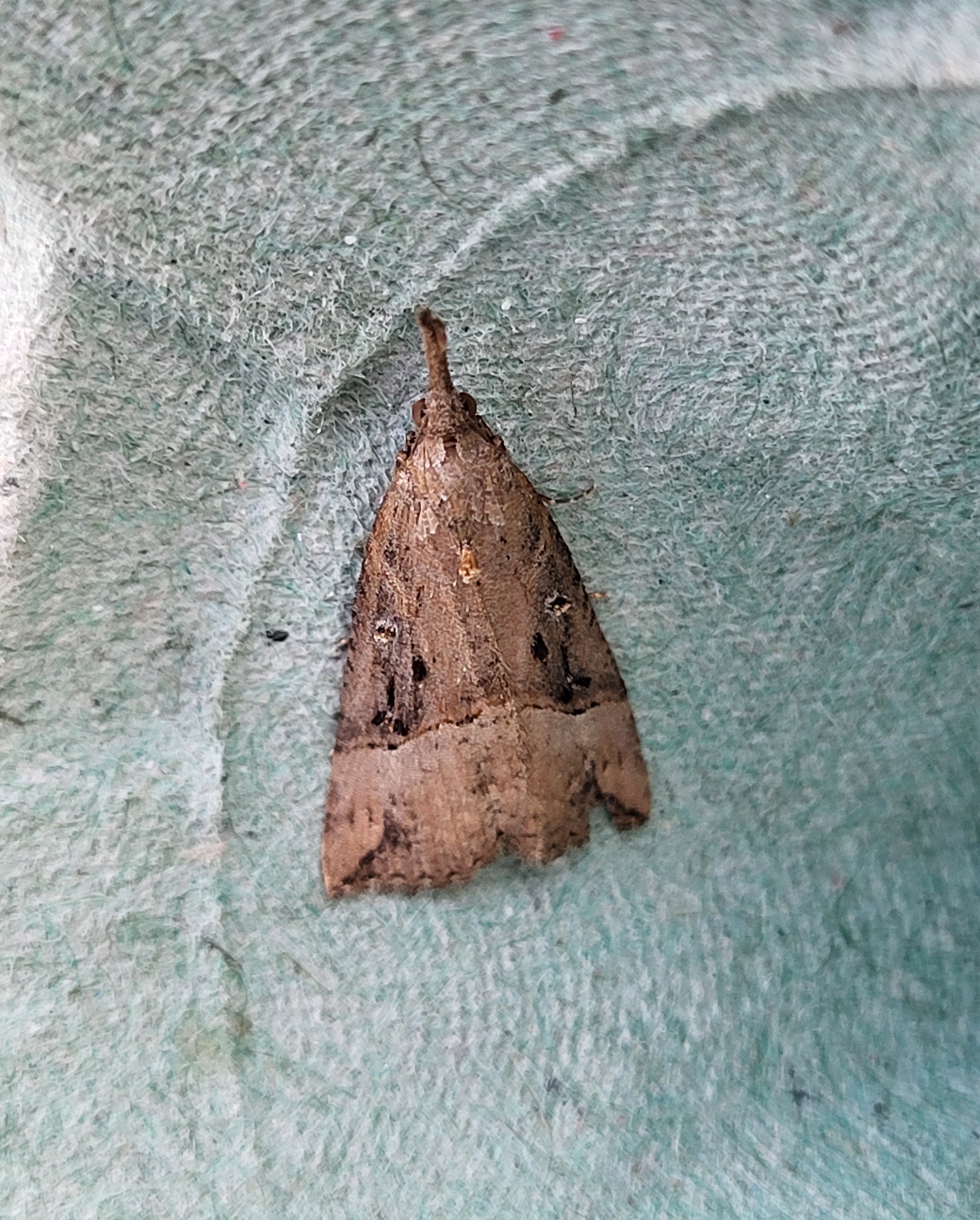 Photo of Buttoned Snout (Hypena rostralis)